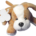Dog soft toy